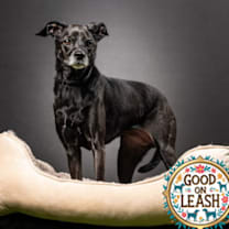 Thumbnail photo of Desi #1