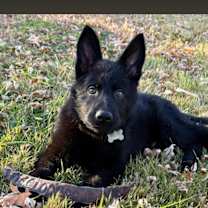 Thumbnail photo of Salem #1