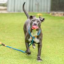 Thumbnail photo of LUCKY #1