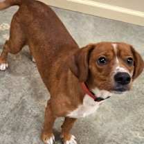 Thumbnail photo of Lil Red #4