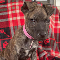 Thumbnail photo of Annie #1