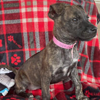 Thumbnail photo of Annie #2