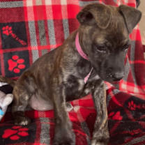 Thumbnail photo of Annie #3