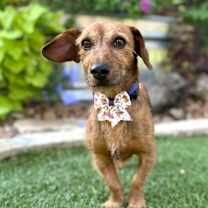 Thumbnail photo of Rusty #1