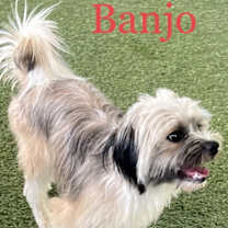 Thumbnail photo of Banjo #3