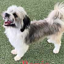 Thumbnail photo of Banjo #1