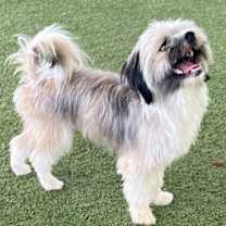 Thumbnail photo of Banjo #2