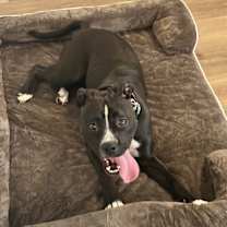 Thumbnail photo of Ash #3