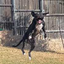 Thumbnail photo of Ash #4