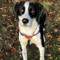 Thumbnail photo of Panda #1