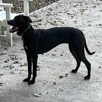 Thumbnail photo of Luna #1