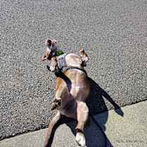 Thumbnail photo of Spike #1