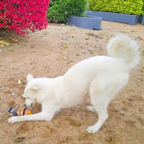 Thumbnail photo of Pearl #4