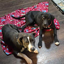 Thumbnail photo of Coal #4