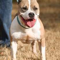 Thumbnail photo of Cosmo #3