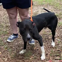 Thumbnail photo of Blythe 3113 #4