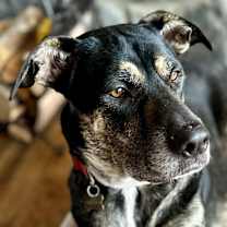 Thumbnail photo of Chip #1