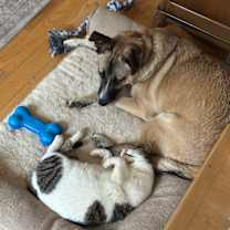 Thumbnail photo of Cinnamon #2