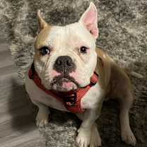 Thumbnail photo of Canelo #1