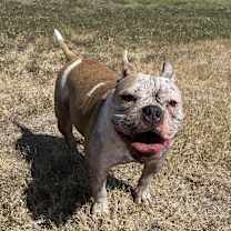 Thumbnail photo of Canelo #3