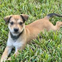 Thumbnail photo of Macadamia #1