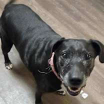 Thumbnail photo of Minnie #1