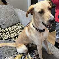 Thumbnail photo of Canelo #3