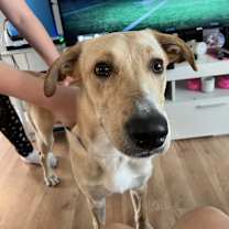 Thumbnail photo of Canelo #4