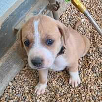 Thumbnail photo of Maddox JuM #3