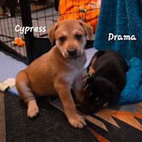 Thumbnail photo of Cypress DD #3