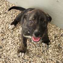 Thumbnail photo of Dasher JuM #4