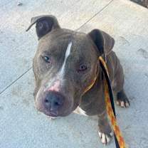 Thumbnail photo of Cortado #4