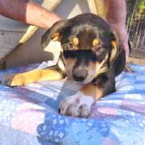 Thumbnail photo of Hunter #4