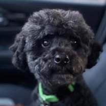 Thumbnail photo of Owen #2