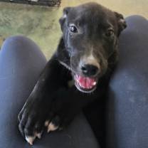 Thumbnail photo of Bobby #2