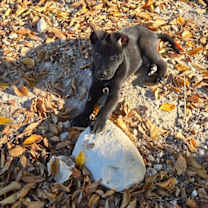 Thumbnail photo of Peter #2