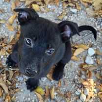 Thumbnail photo of Cindy #1