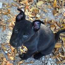 Thumbnail photo of Cindy #4