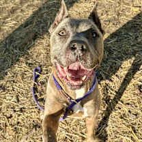 Thumbnail photo of Drogan #1