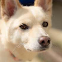 Thumbnail photo of Pogeun #1