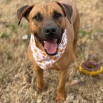 Thumbnail photo of Boomer #1