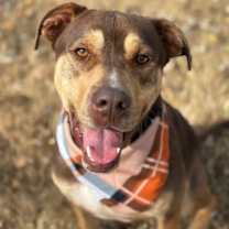 Thumbnail photo of Diesel #1