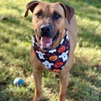 Thumbnail photo of Boomer #2