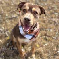 Thumbnail photo of Diesel #2