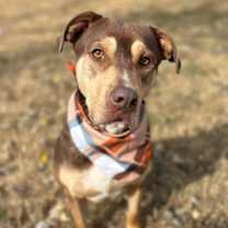 Thumbnail photo of Diesel #3