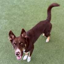 Thumbnail photo of Flipper #2