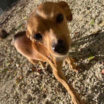 Thumbnail photo of Little Lady #1