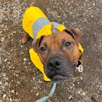 Thumbnail photo of Llama #1