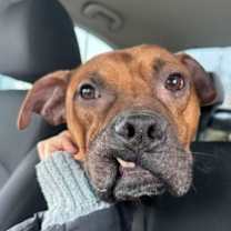 Thumbnail photo of Llama #2