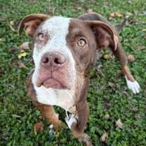 Thumbnail photo of Pea Pie #1